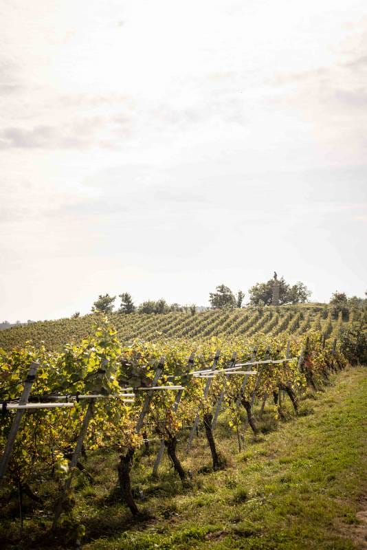 The Prestigious Wines of Alsace from the Sainte-Joie estate