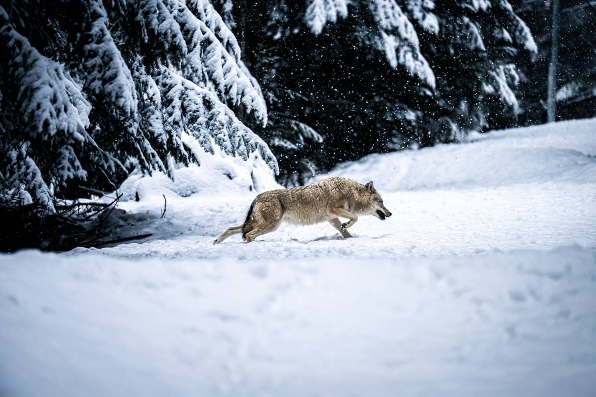 The Pure Montagne Resort & Spa 4* in Saint-Martin-Vésubie, a haven of comfort in the heart of nature