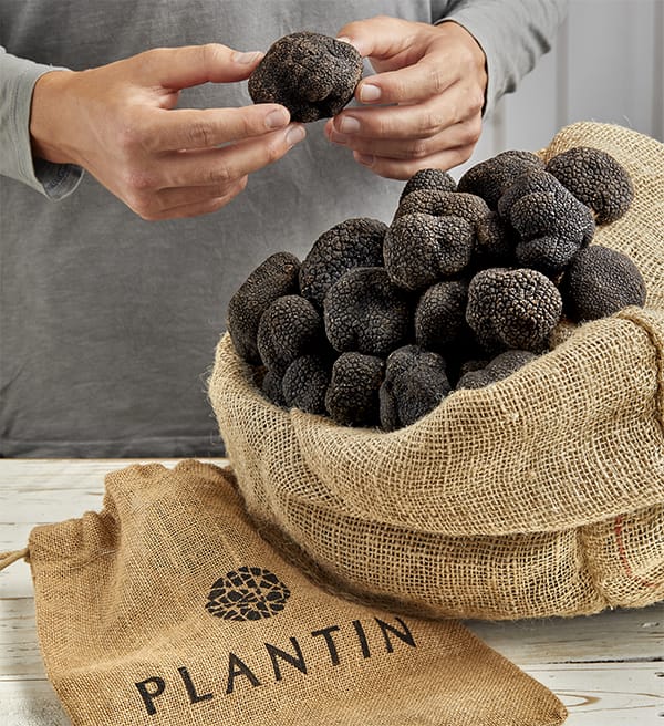 Truffles in all their forms at Maison Plantin