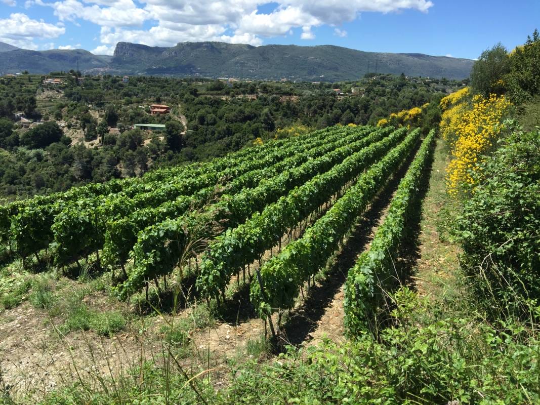 Art de Vivre: On The Wine Side