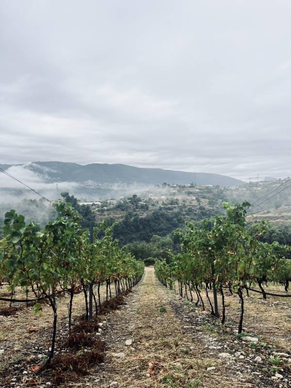 Art de Vivre: On The Wine Side