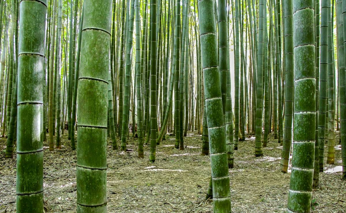 Exposition Japan Highlights