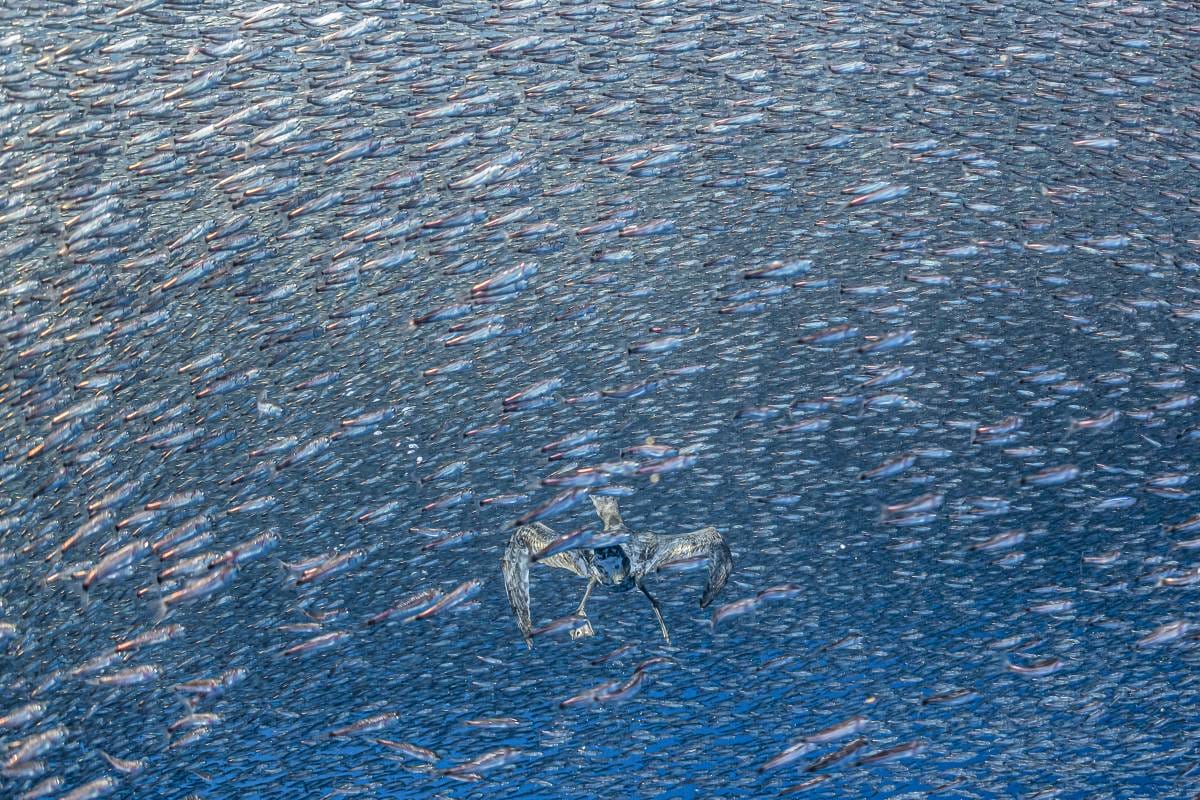 2026 Environmental Photography Prize