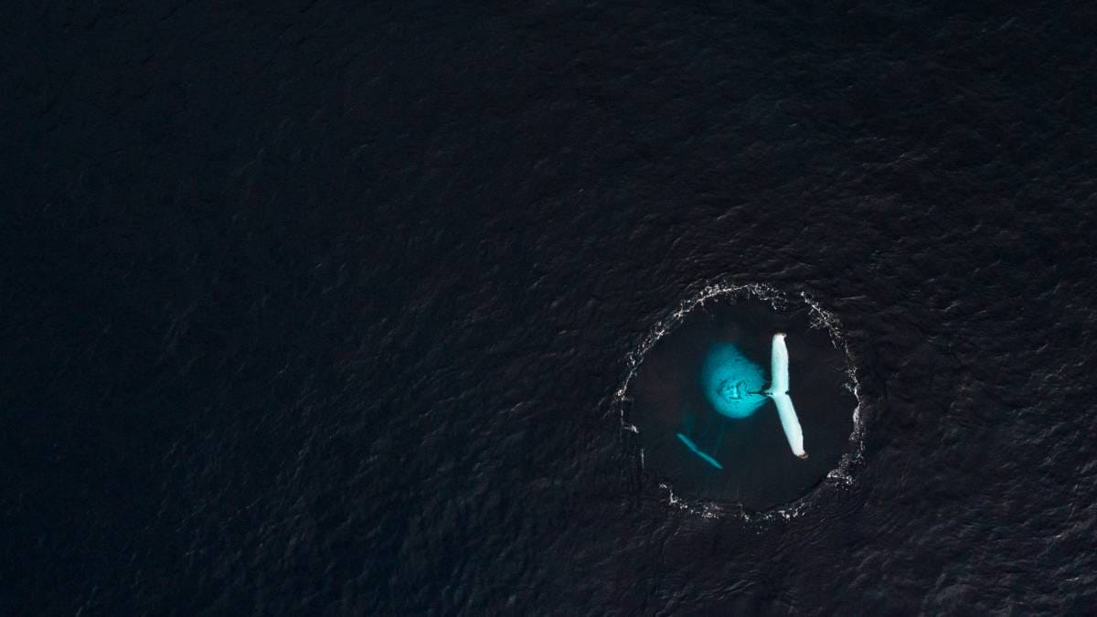 2026 Environmental Photography Prize