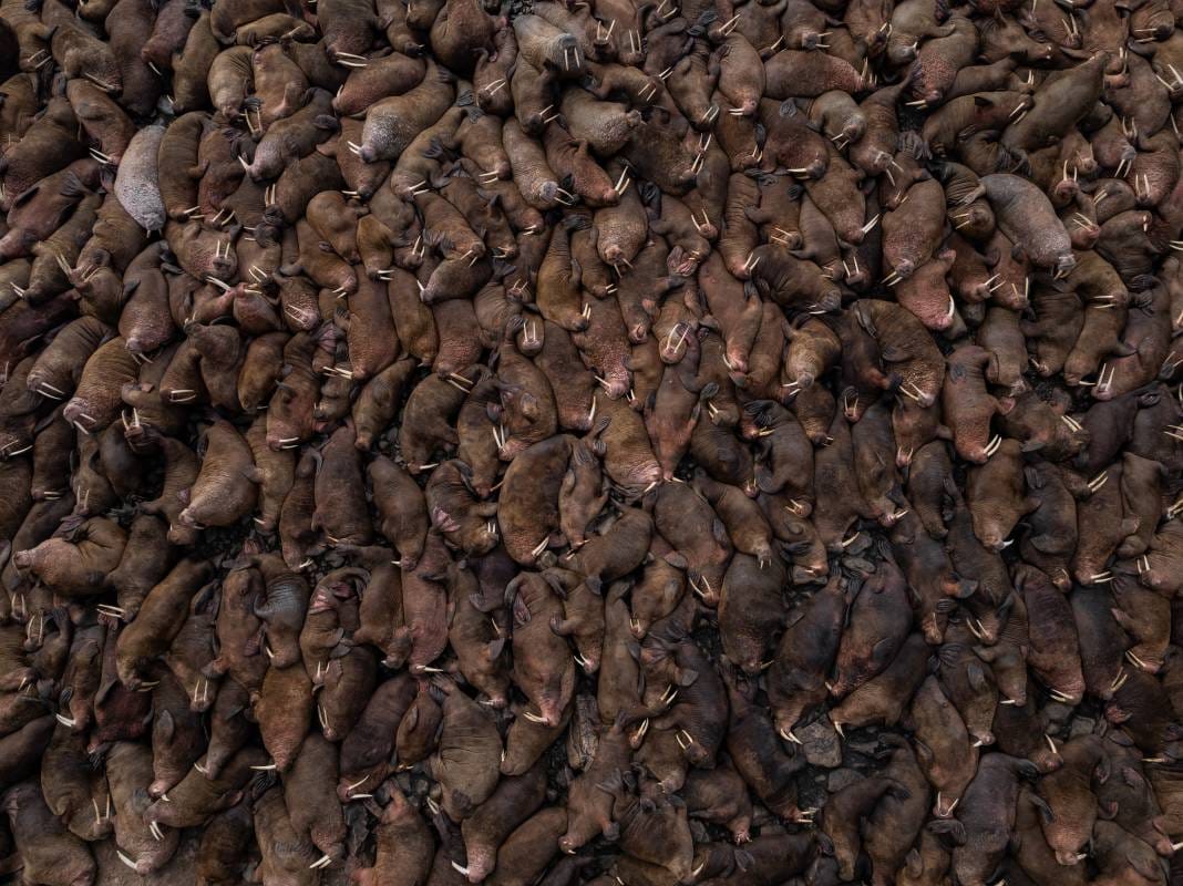 2026 Environmental Photography Prize