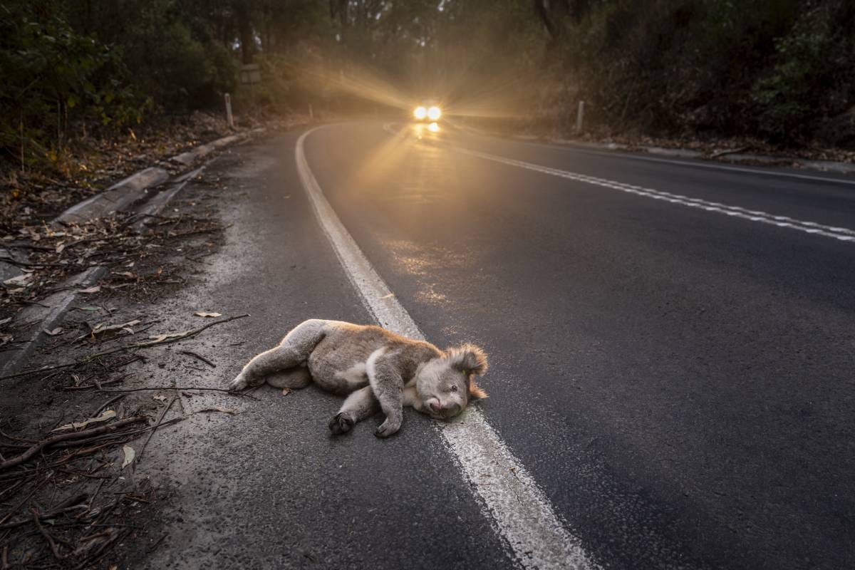 2026 Environmental Photography Prize