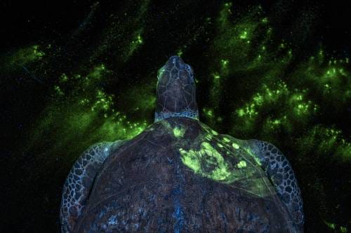 2026 Environmental Photography Prize
