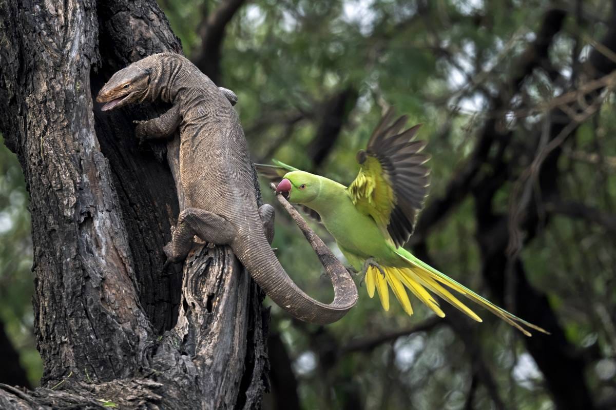 2026 Environmental Photography Prize