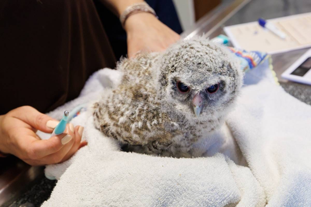 Princess Charlene Takes Part in the Rescue of a Rare Falcon
