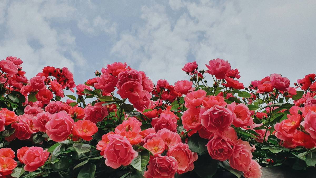 Which Countries Won the 8th Monaco International New Rose Competition?