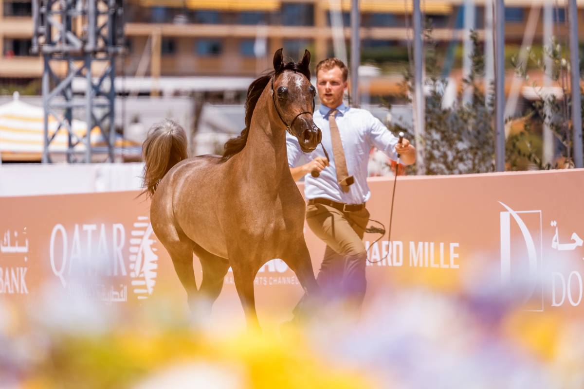 The Arabian Horse Shines in Monaco