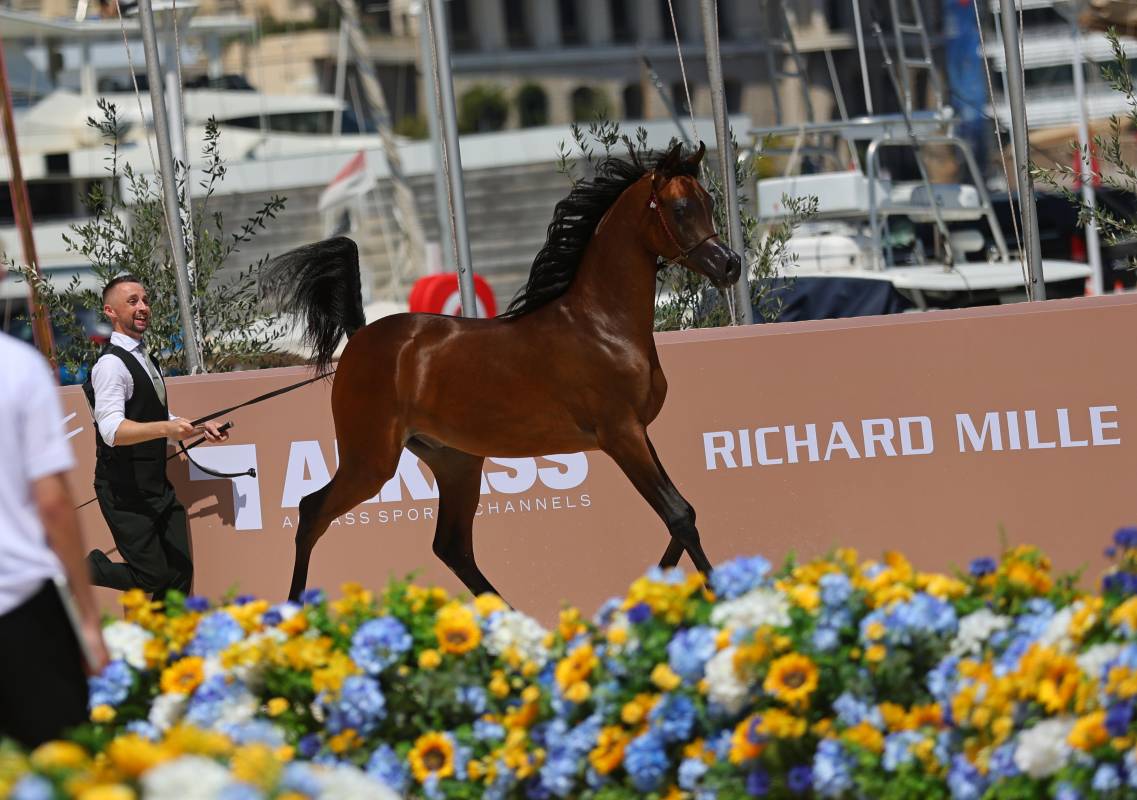 The Arabian Horse Shines in Monaco