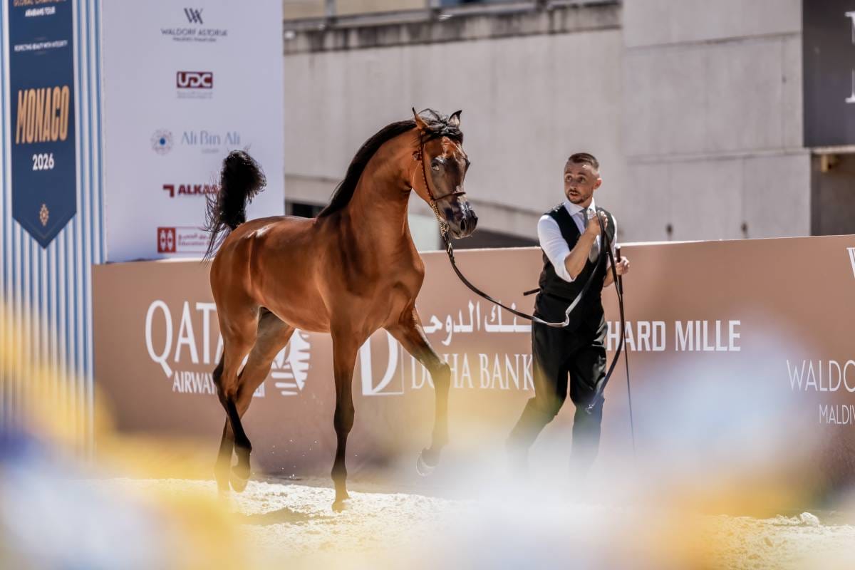 The Arabian Horse Shines in Monaco