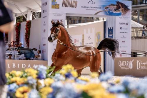 The Arabian Horse Shines in Monaco