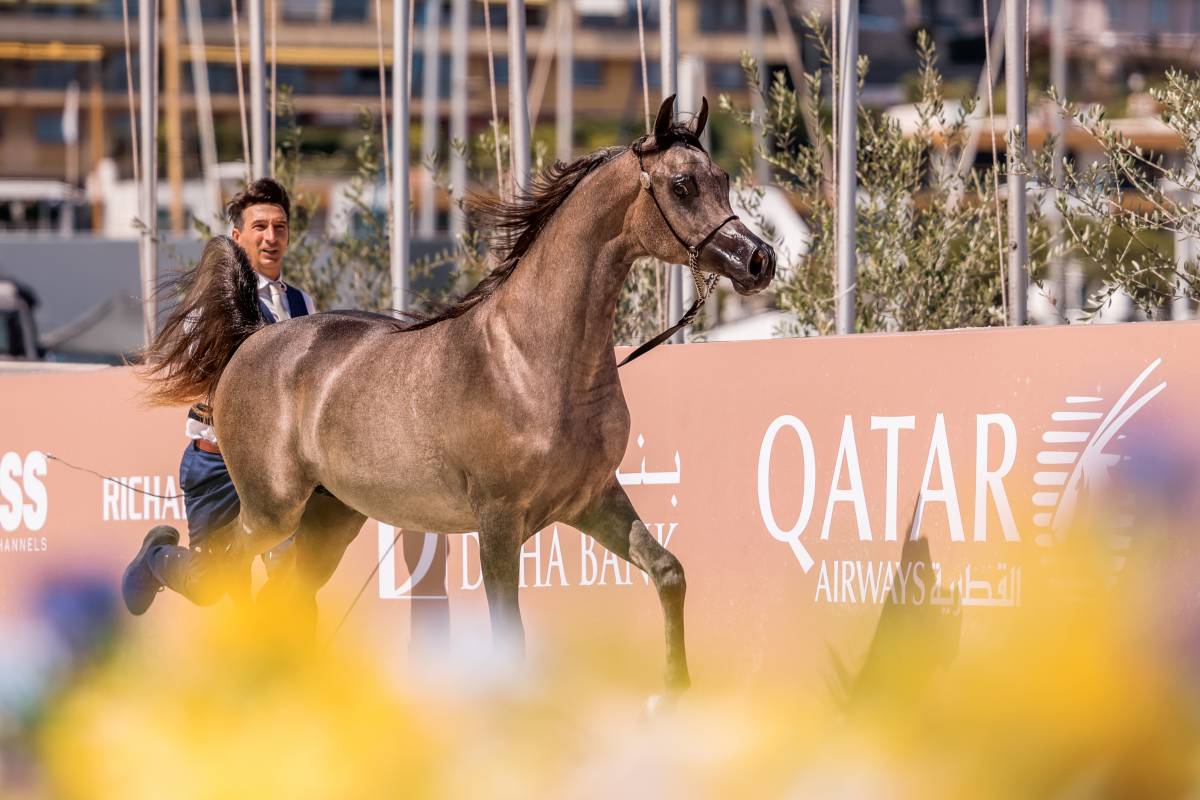 The Arabian Horse Shines in Monaco