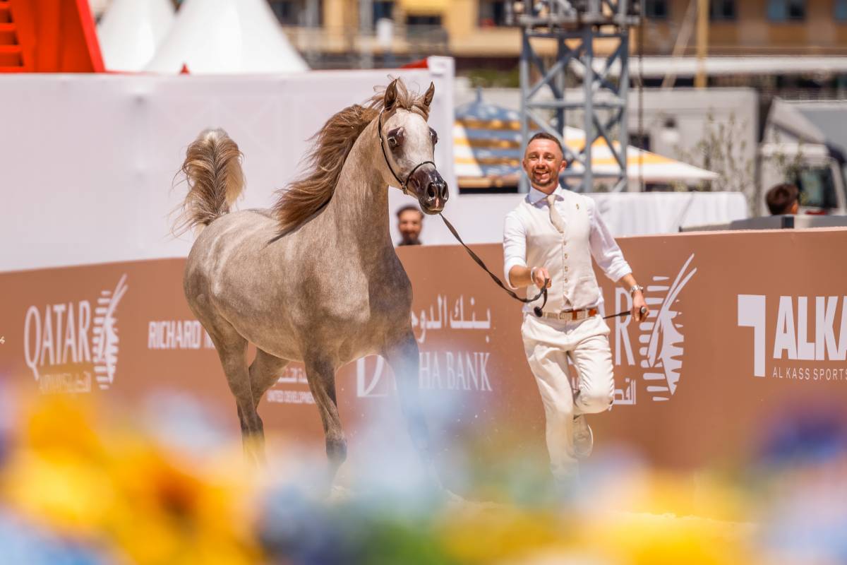 The Arabian Horse Shines in Monaco