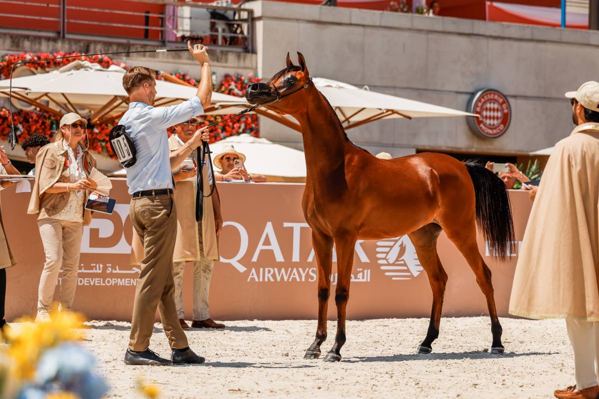 The Arabian Horse Shines in Monaco