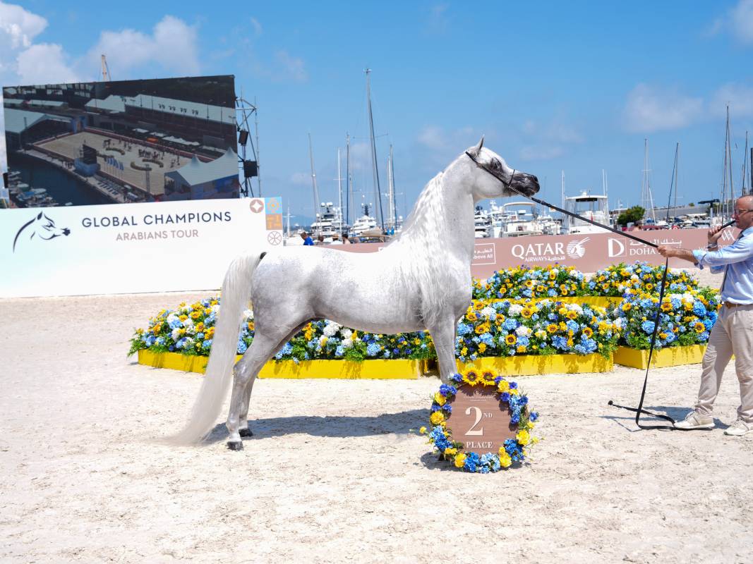 The Arabian Horse Shines in Monaco