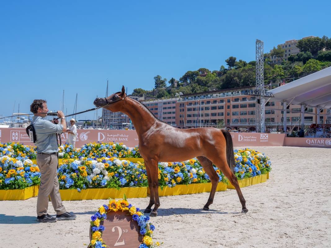 The Arabian Horse Shines in Monaco
