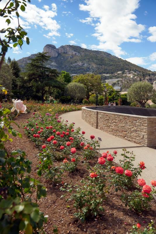 Rose Garden
