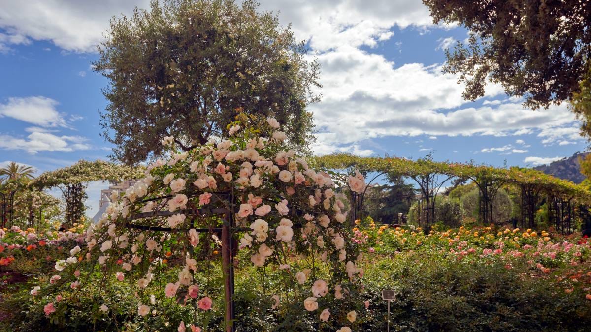 Rose Garden