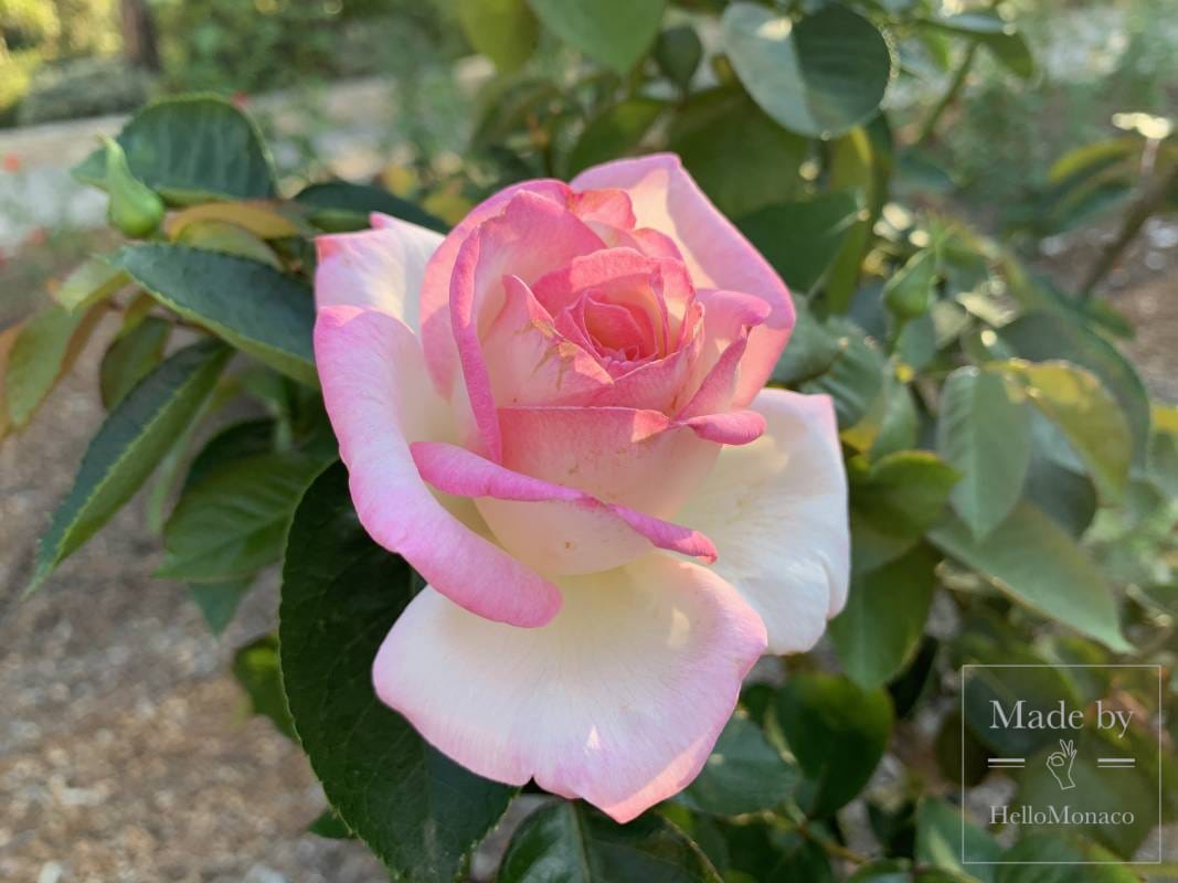 Princess Grace Rose Garden