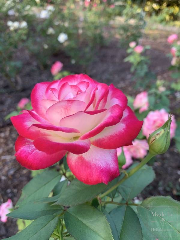 Princess Grace Rose Garden