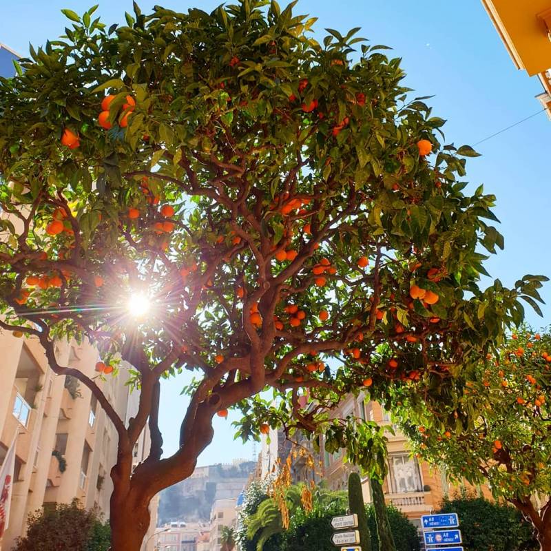“L’Orangerie” is honouring trees grown in Monaco